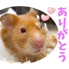 [LINEスタンプ] =おもちちゃん=