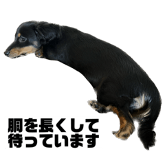 [LINEスタンプ] カニンヘンダックスフンドのカヌレです