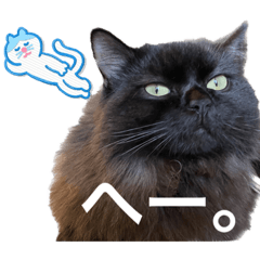 [LINEスタンプ] 黒猫 ルナ院長69にゃんめ