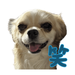 [LINEスタンプ] ちわわ★すたんぷ