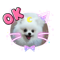 [LINEスタンプ] ポメラニアン白丸のスタンプ
