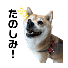 [LINEスタンプ] 柴犬らんちゃん！