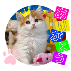 [LINEスタンプ] ねこまーちスペシャルプリンスマスターSSF