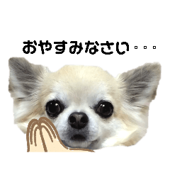 [LINEスタンプ] キキララルルスタンプかわいい