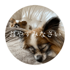 [LINEスタンプ] 群馬のパピヨン さくすば2