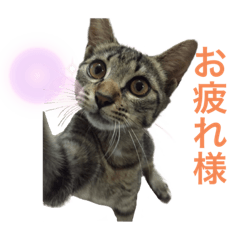 [LINEスタンプ] 平和な猫's