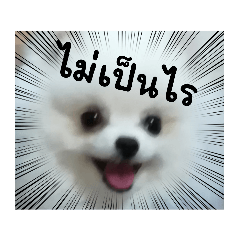 [LINEスタンプ] ポメラニスタンプ