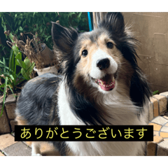 [LINEスタンプ] シンプルによく喋る犬(字幕風)