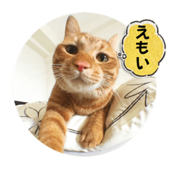 [LINEスタンプ] なつめ The orange tabby 3