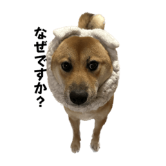 [LINEスタンプ] 柴犬つくねのきもち
