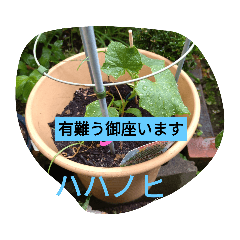 [LINEスタンプ] 月山線スタンプ句順号ハハノヒ胡瓜ni