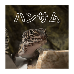 [LINEスタンプ] 母さんちのレオパ