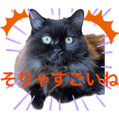 [LINEスタンプ] 黒猫 ルナ院長70にゃんめ