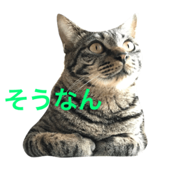[LINEスタンプ] 俺達のミミちゃん