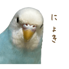 [LINEスタンプ] 三匹のセキセイインコスタンプ