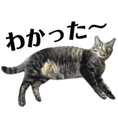 [LINEスタンプ] キジ猫だよミミちゃんは