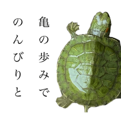 [LINEスタンプ] かもちゃんちのカメ