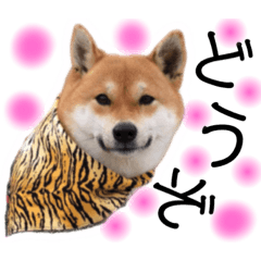 [LINEスタンプ] しばいぬまるちゃんスタンプ