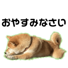 [LINEスタンプ] おはるです。