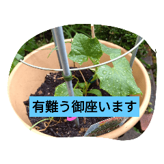 [LINEスタンプ] 月山線スタンプ句順句きゅりニ