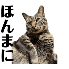 [LINEスタンプ] キジ猫ミミちゃん、まっしぐら
