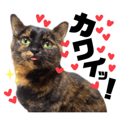 [LINEスタンプ] まつうら家あにまるず⑤