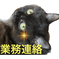 [LINEスタンプ] 黒猫 ルナ院長71にゃんめ