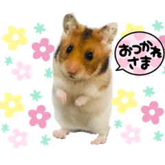 [LINEスタンプ] かわいすぎるゴールデンハムスター