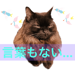 [LINEスタンプ] 黒猫 ルナ院長72にゃんめ