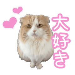 [LINEスタンプ] 〝クリーム＆ホワイト〟のハチワレ猫さん