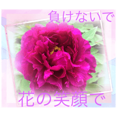 [LINEスタンプ] flowers smile be happy