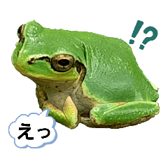 [LINEスタンプ] 野生のカエル14(とりあえずの反応＆一言！？)