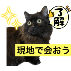 [LINEスタンプ] 黒猫 ルナ院長73にゃんめ