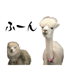 [LINEスタンプ] 愉快な動物たちに癒される愉快な大人たち。