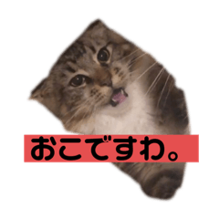 [LINEスタンプ] メインクーンのペコとるーちゃん。