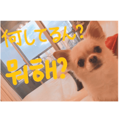 [LINEスタンプ] クリームです。