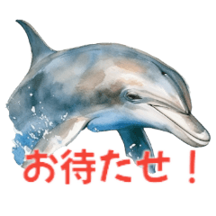 [LINEスタンプ] イルカ～ドルフィン～