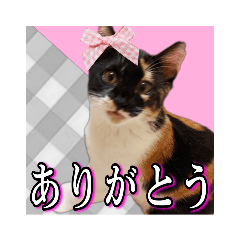 [LINEスタンプ] じゃんこの娘あんずちゃん