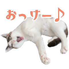 [LINEスタンプ] ネコのアオちゃんスタンプ2