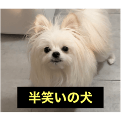 [LINEスタンプ] 使いにくい字幕犬など2(ッー)