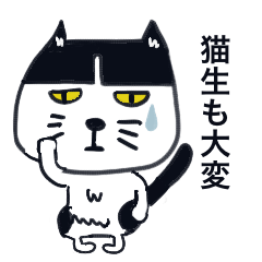 [LINEスタンプ] 前髪ぱっつんねこ「毎日よくつかう」