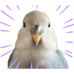 [LINEスタンプ] コザクラインコ ねじ