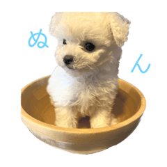[LINEスタンプ] ビションフリーゼぬん パピー期