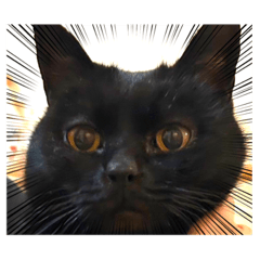 [LINEスタンプ] くろ猫さんのスタンプ