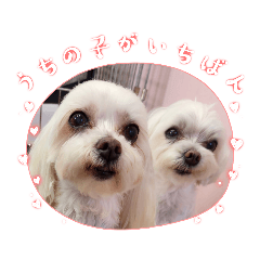[LINEスタンプ] うちの子一番❤️