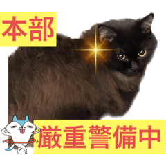 [LINEスタンプ] 黒猫 ルナ院長75にゃんめ