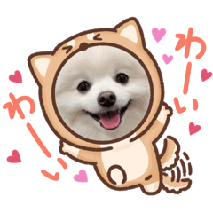 [LINEスタンプ] ポメラニアンの平吉スタンプ