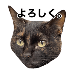 [LINEスタンプ] ちょこなっつじじ♡