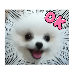 [LINEスタンプ] 我が家の綿飴ポメラニアン＝白丸①日本タイの画像（メイン）