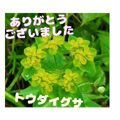 [LINEスタンプ] お礼のご挨拶と山野草